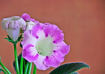 芙蓉花