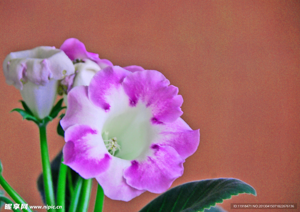 芙蓉花
