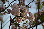 海棠花开