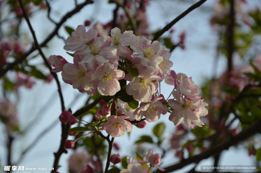 海棠花开