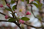 海棠花枝