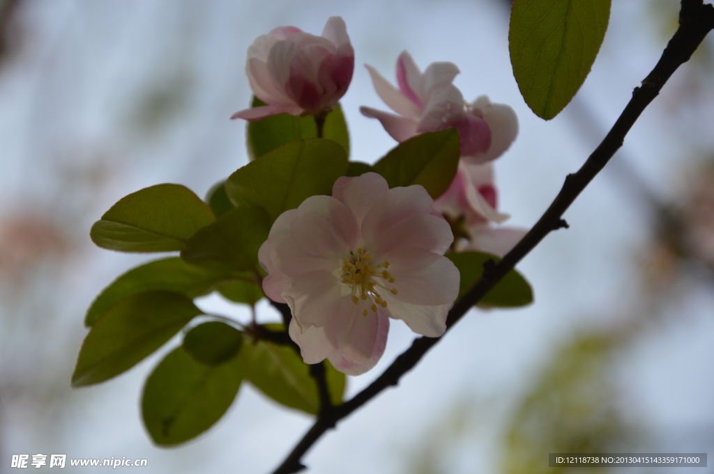 海棠花枝