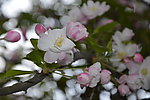 海棠花枝