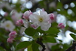 海棠花枝