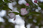 海棠花枝