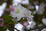 海棠花枝