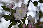 海棠花枝
