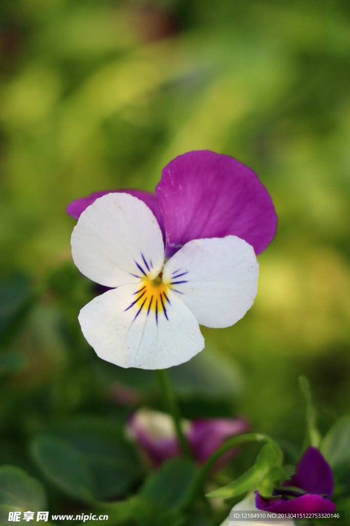 蝴蝶花