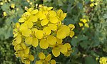 油菜花