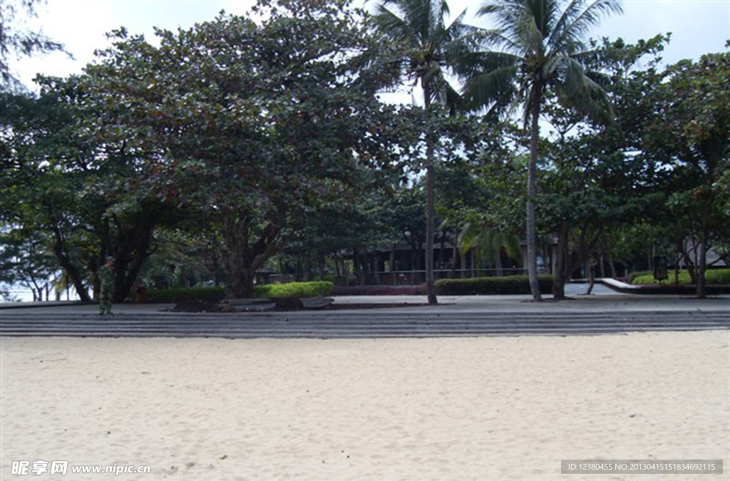 沙滩椰子林