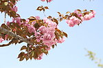 春天 樱花桃花