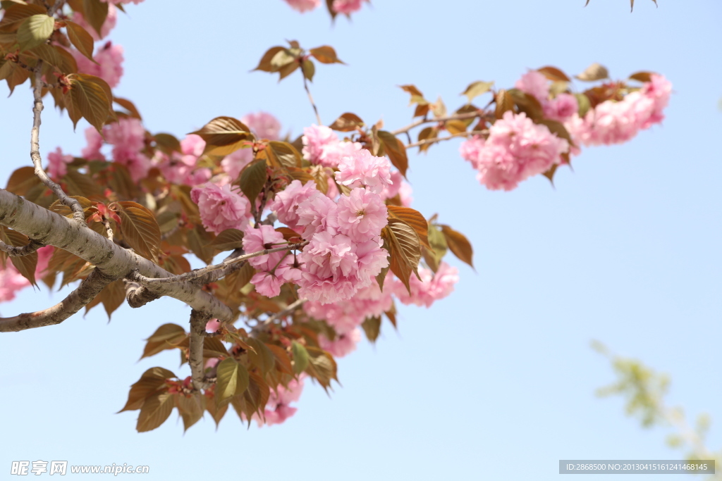 春天 樱花桃花