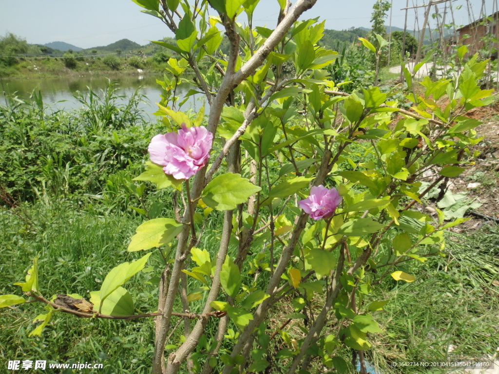 池塘边的花