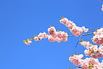 挑花