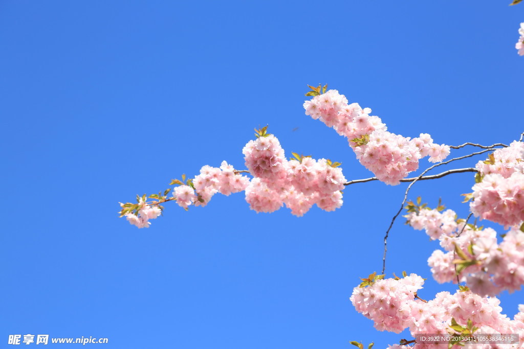 挑花