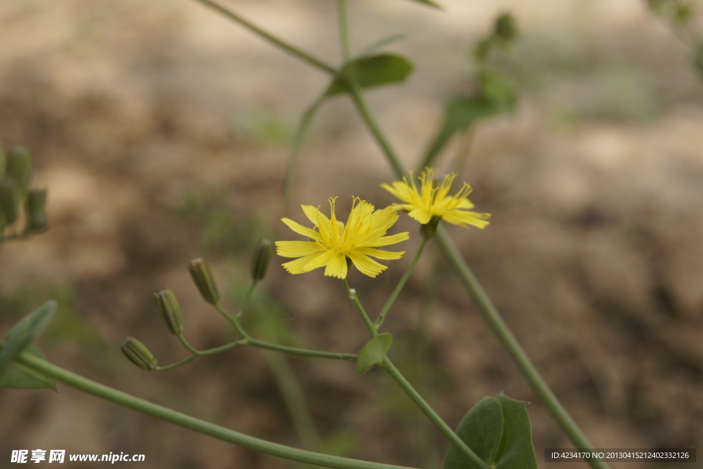 小黄花