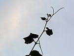 葡萄芽
