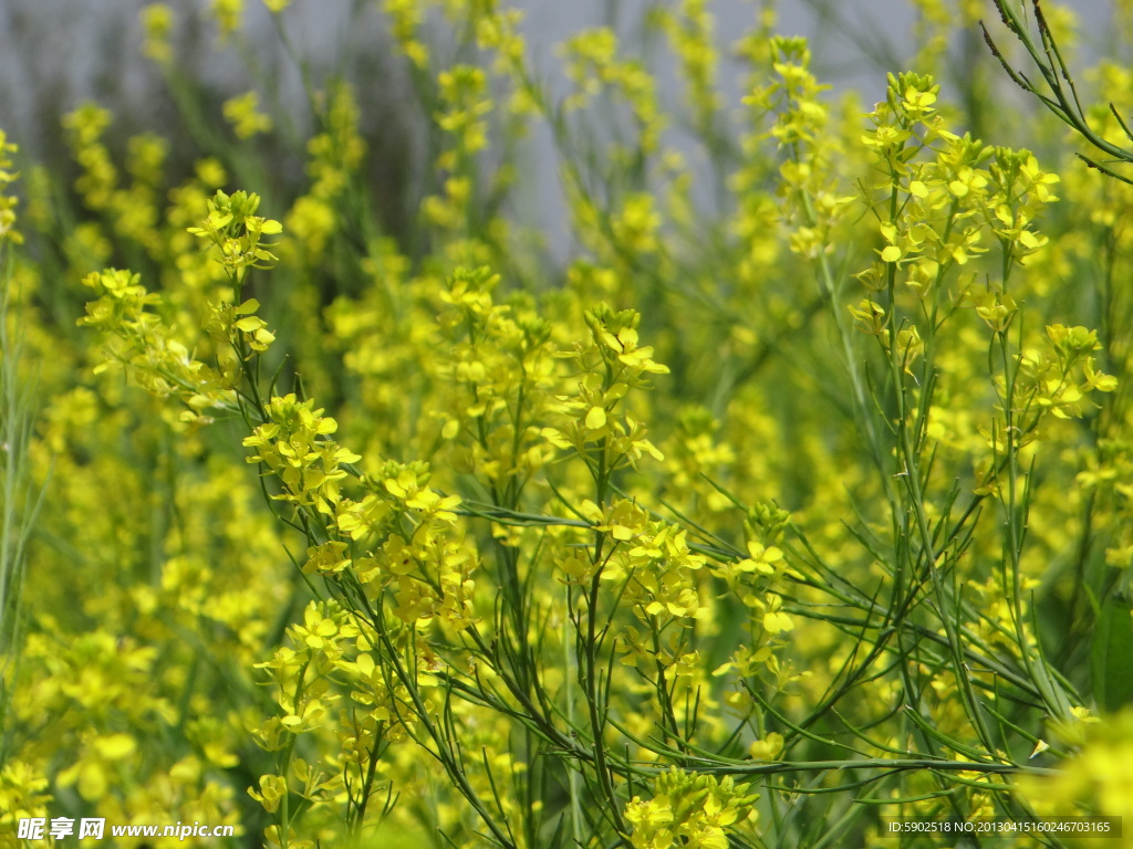 油菜花