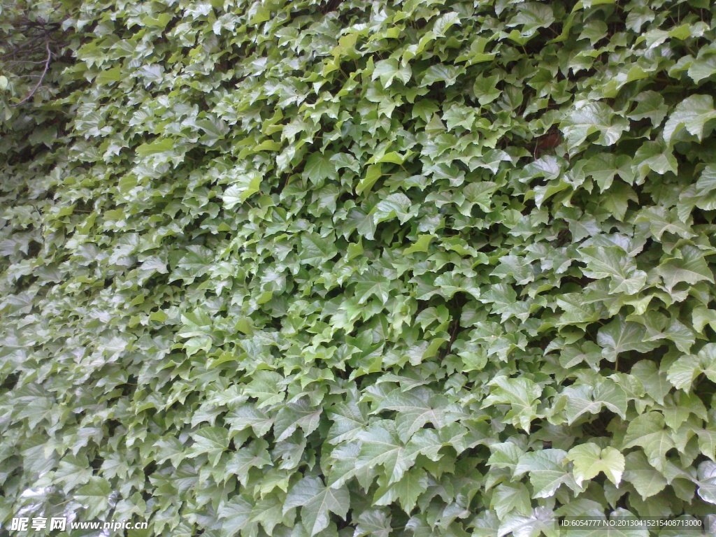 爬山虎