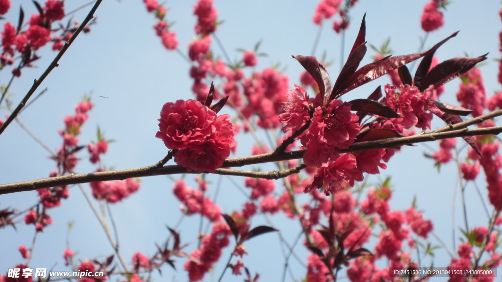 桃花