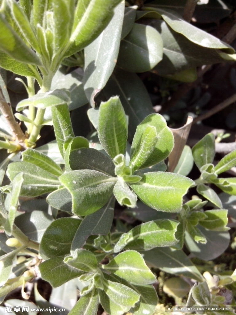 绿色的植物