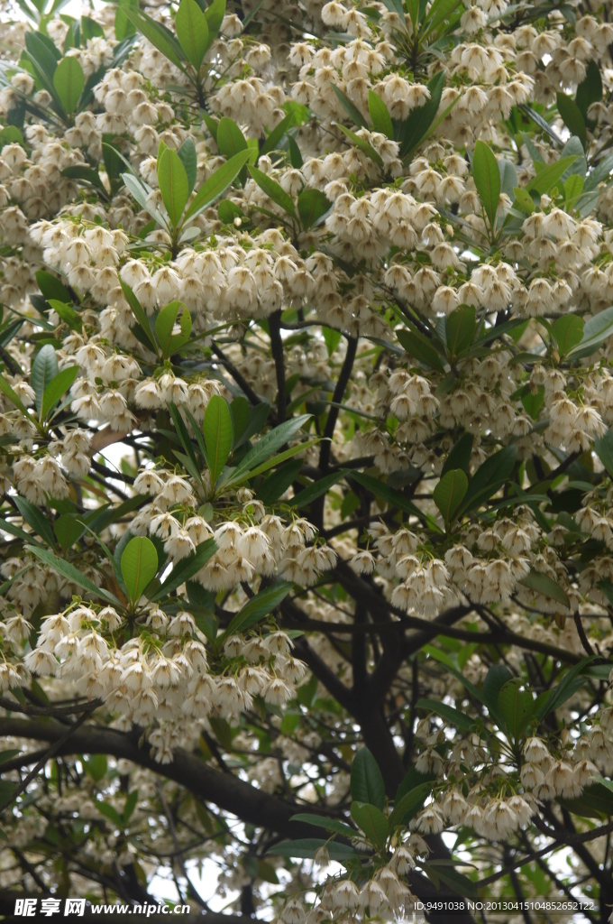 铃铛花