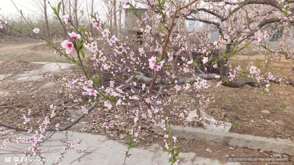 桃花