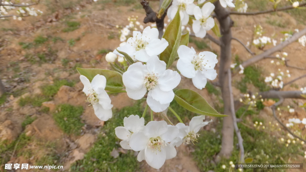 桃花 梨花 桃树 春