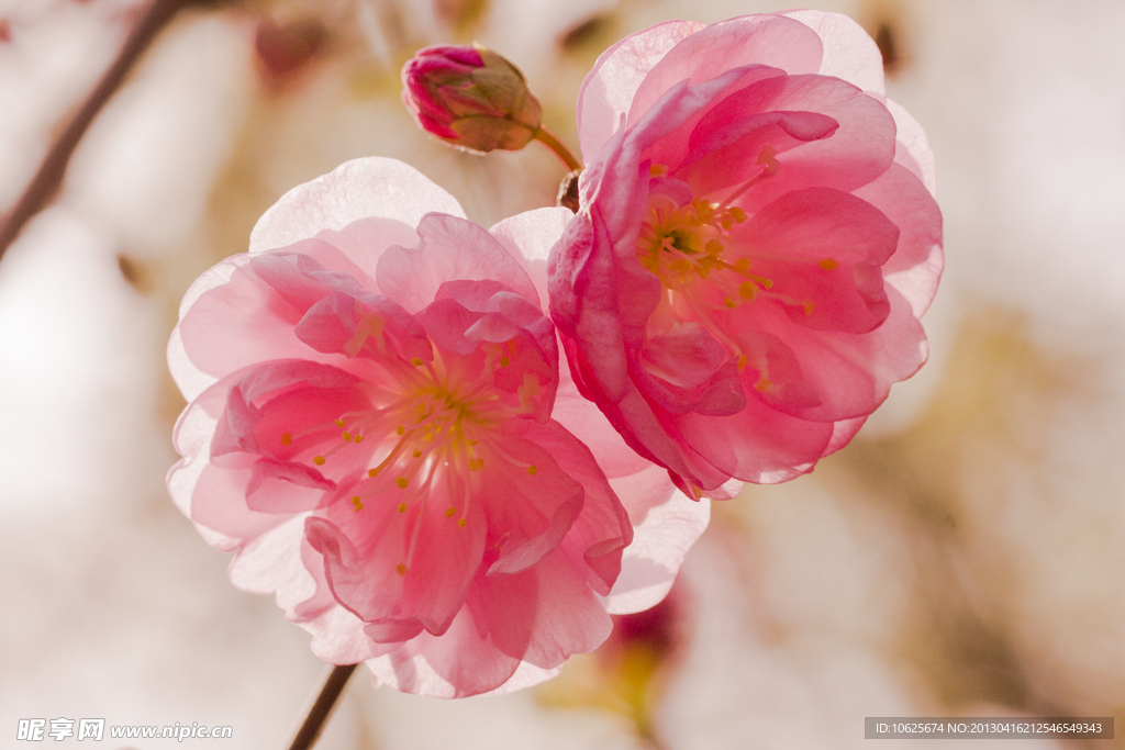樱花