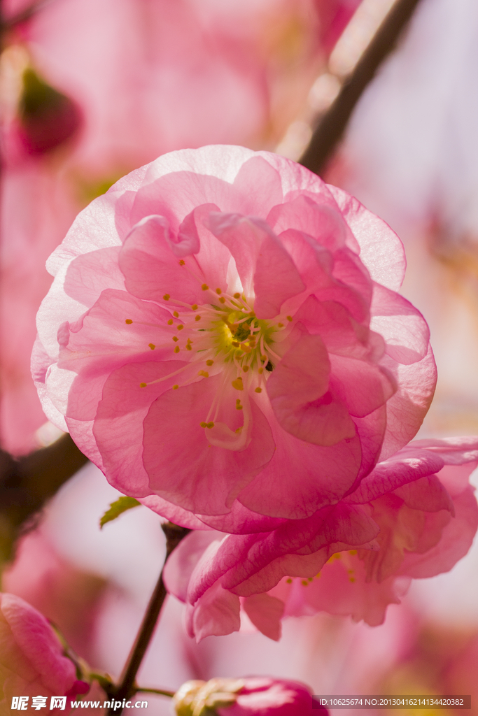 樱花