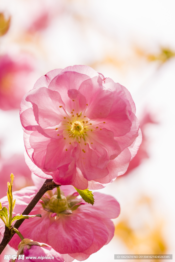 樱花