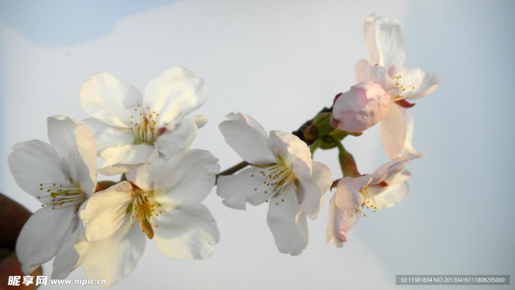 迎春花