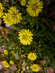 小野菊