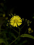 小野菊