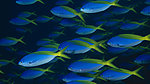 海洋生物