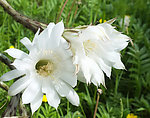 仙人球花