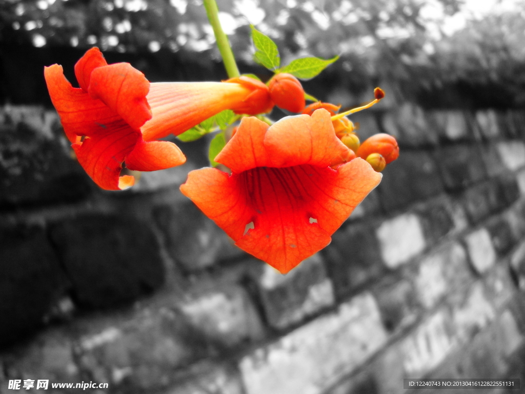 凌霄花