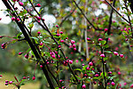雨后樱花
