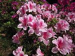 杜鹃花