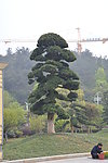 风景树