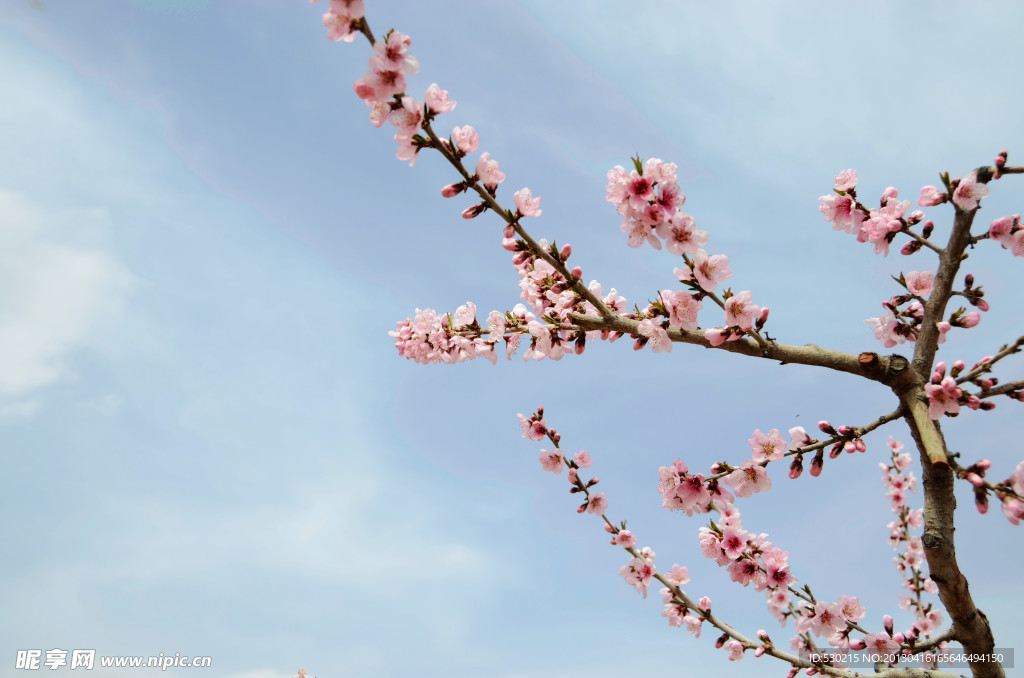 桃花