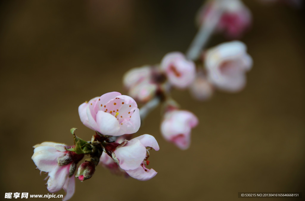 桃花