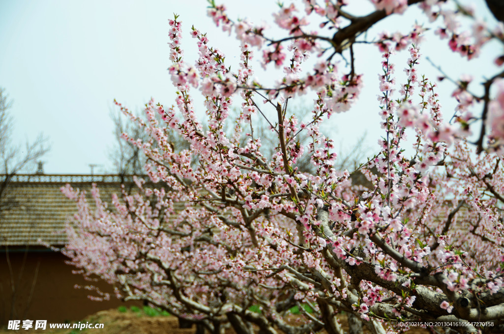 桃花