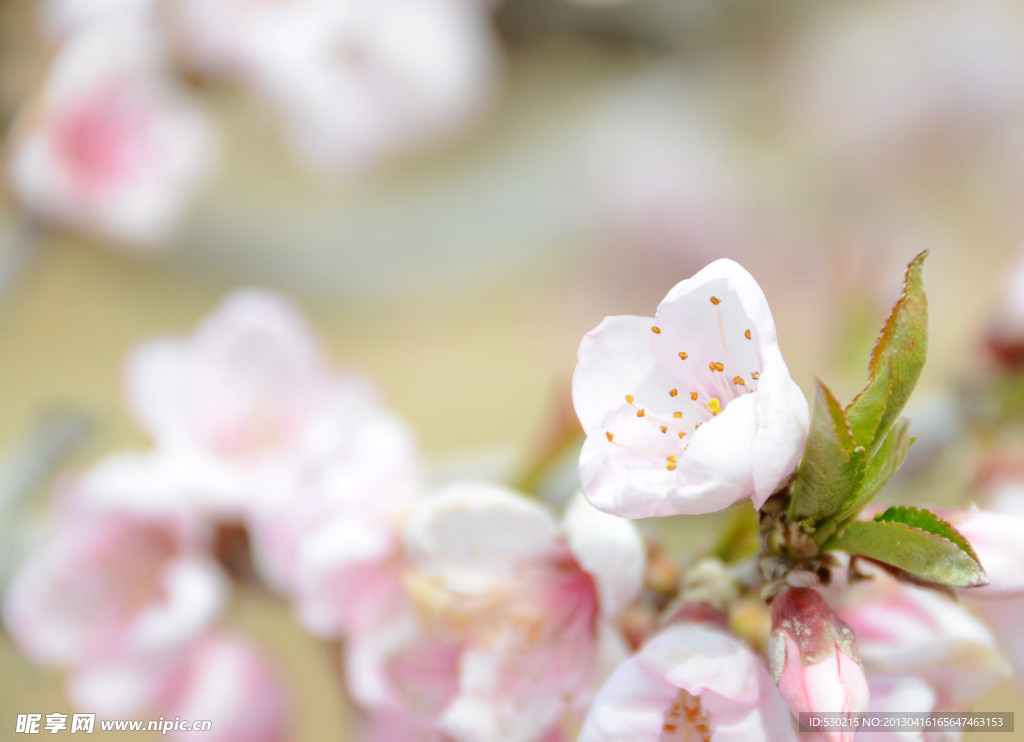 桃花