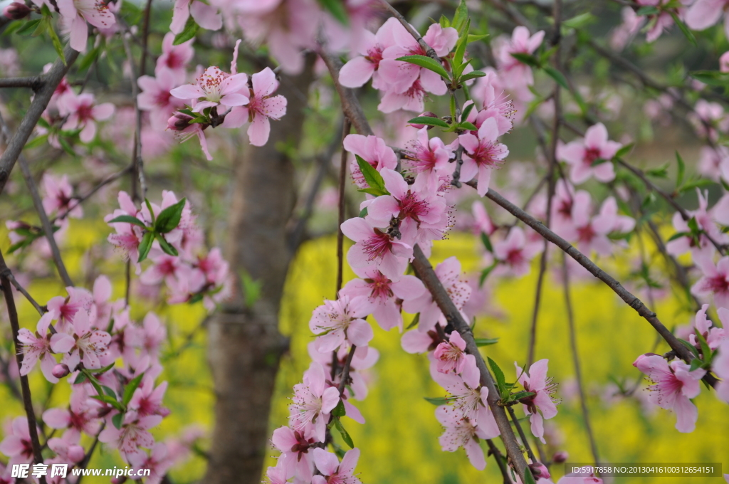桃花