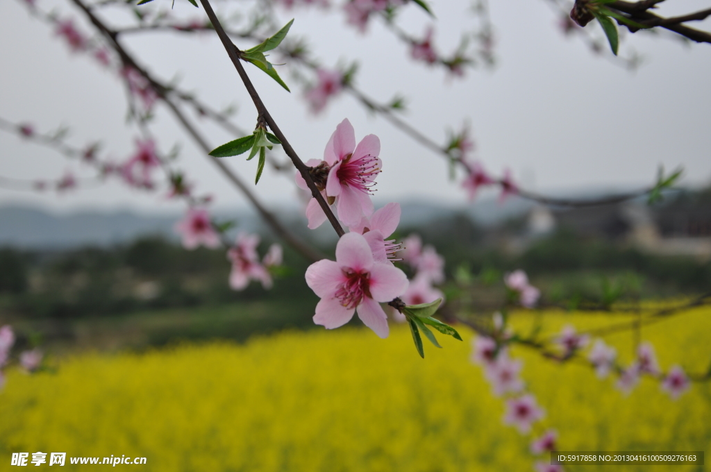 桃花