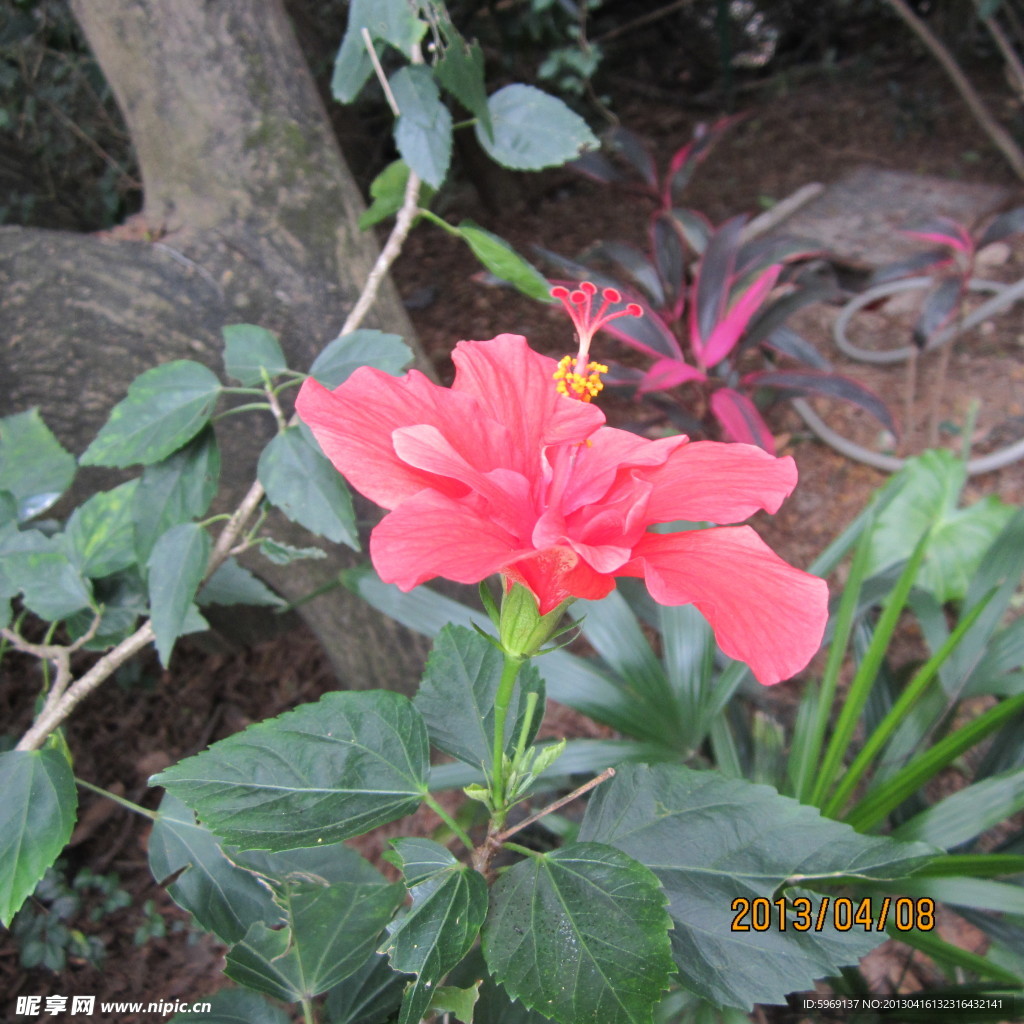 扶桑花