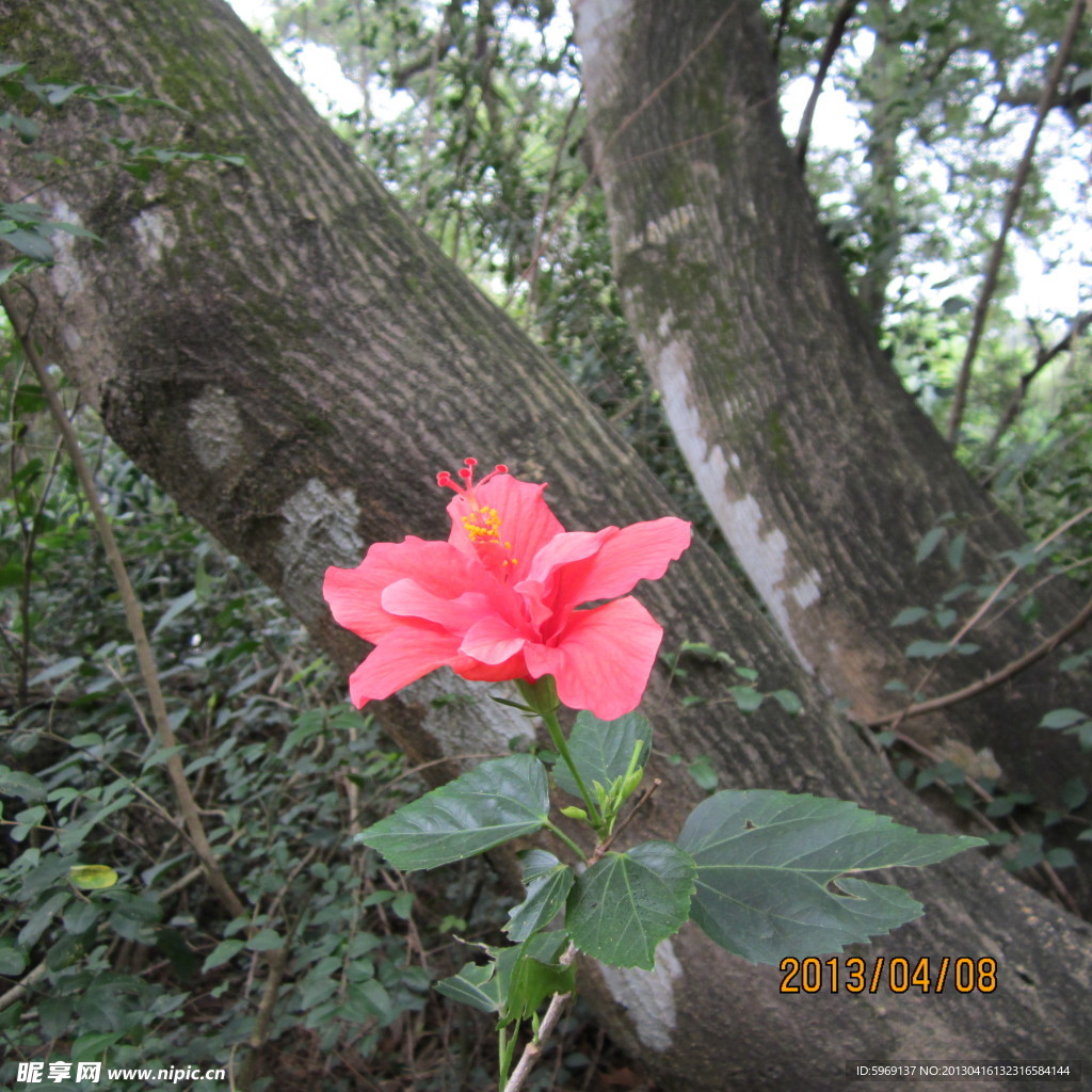 扶桑花