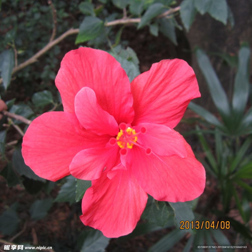 扶桑花