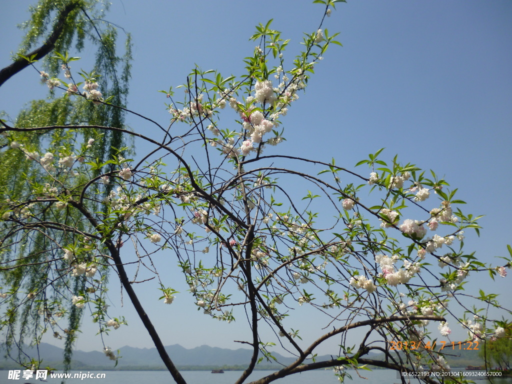 鲜花
